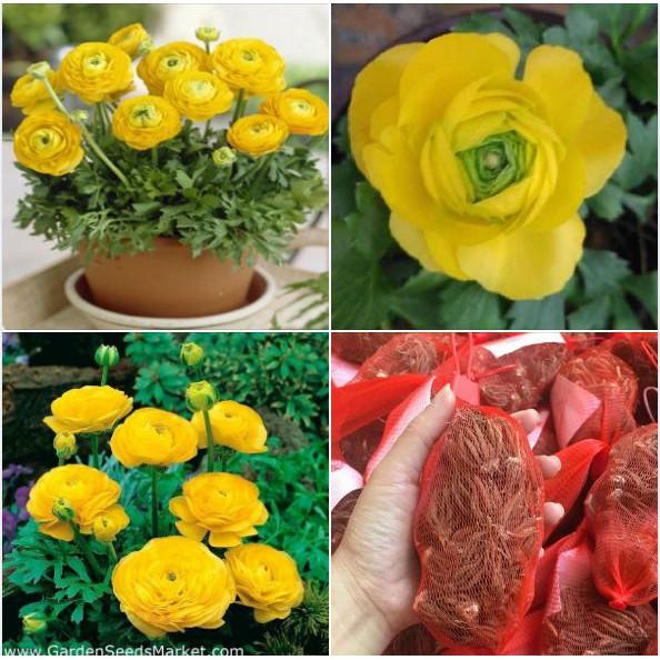 Củ hoa hồng mao lương màu vàng