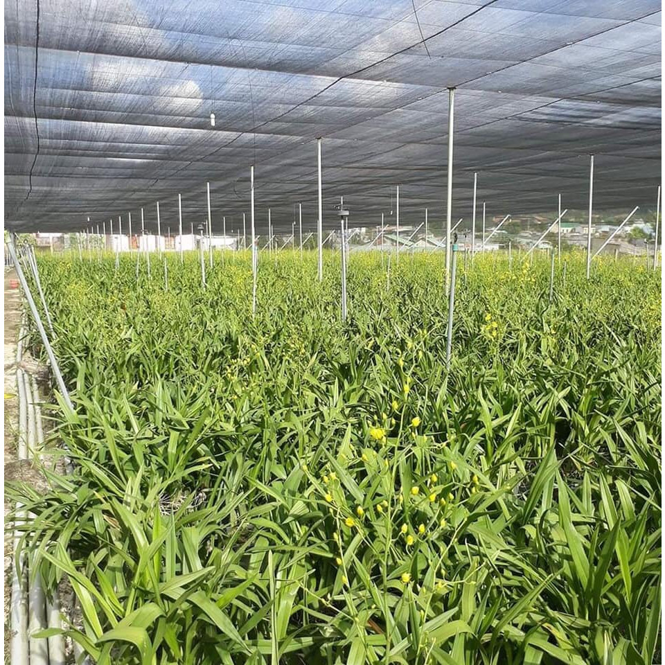 Lưới Che Nắng , Che Rau Lưới Che Vườn Lan 70% , 2m x 15m