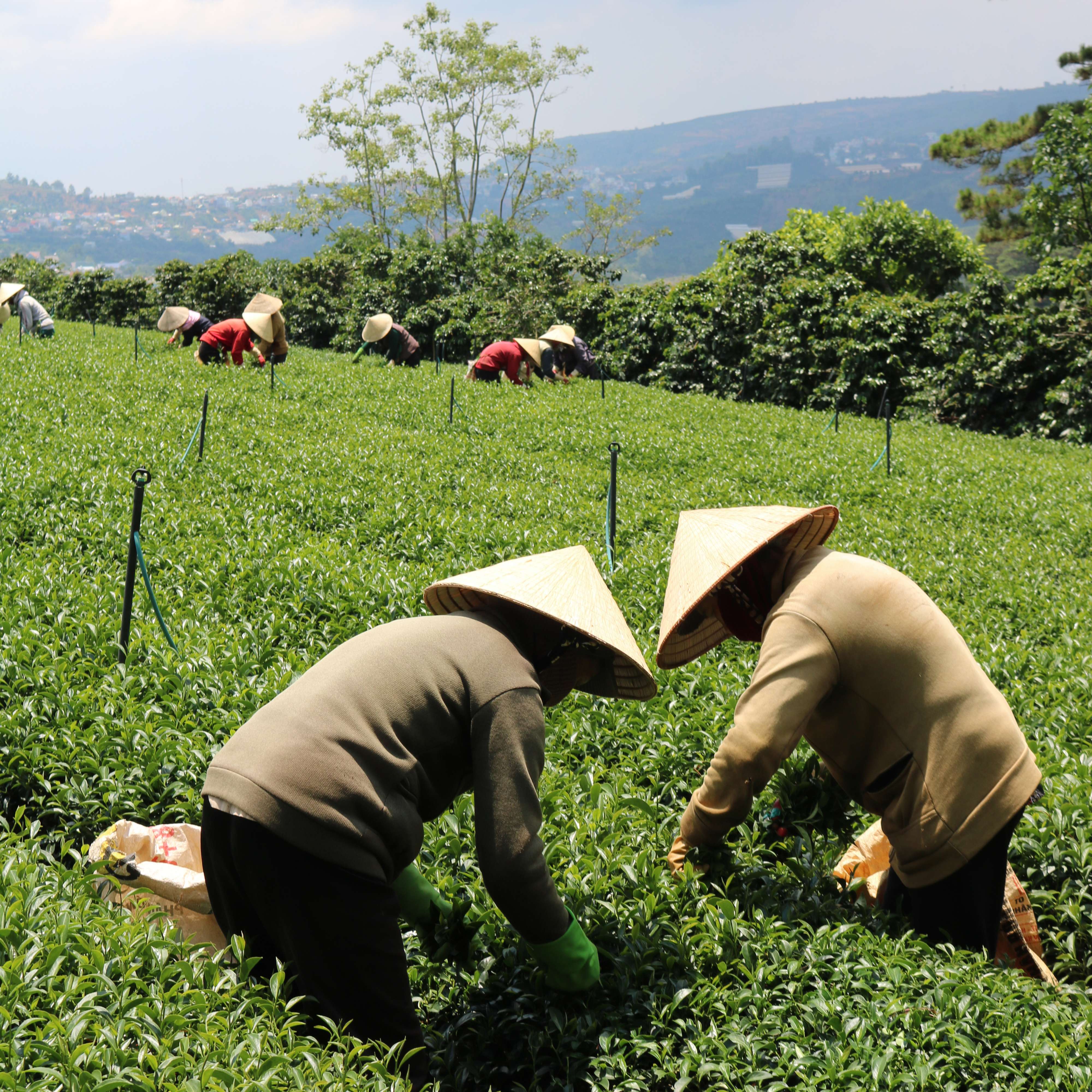 Trà Oolong Đỏ Dalat Farm - Túi 500g