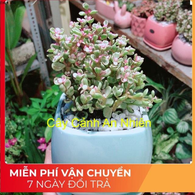 Chậu Đô La Hồng 4