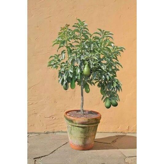 Cây giống bơ lùn thái lan