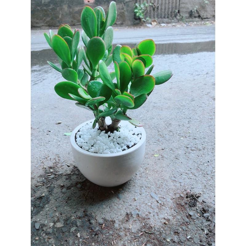 Chậu Cây Ngọc Bích