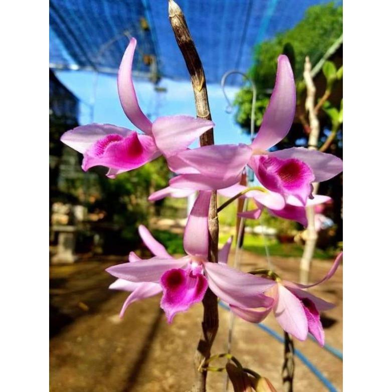 Phi điệp di linh cây giống