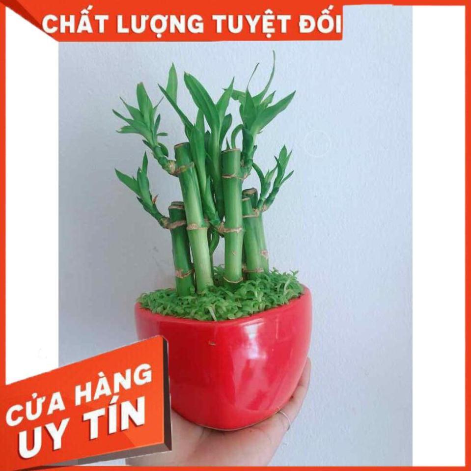 Chậu trúc phát tài trái tim Nhiều Người Mua