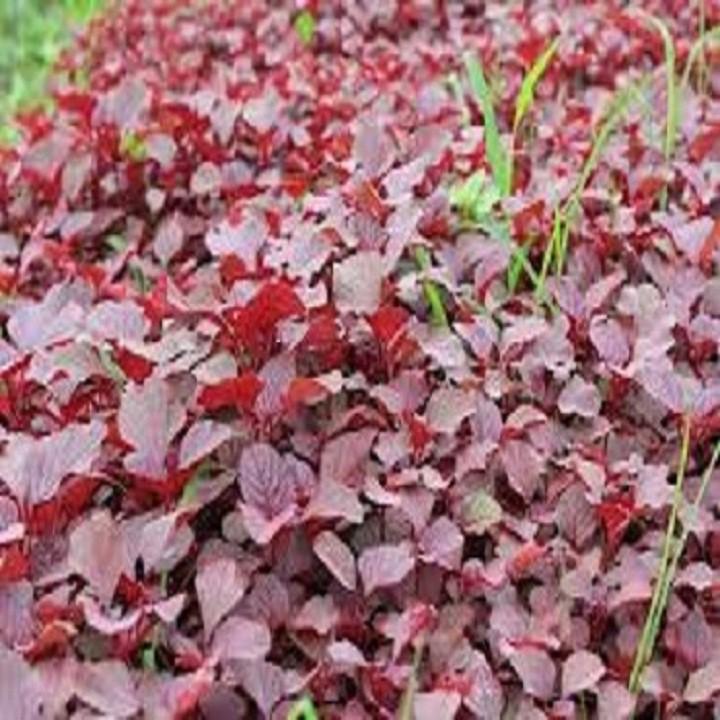 Hạt giống rau dền| hạt giống rau dền đỏ