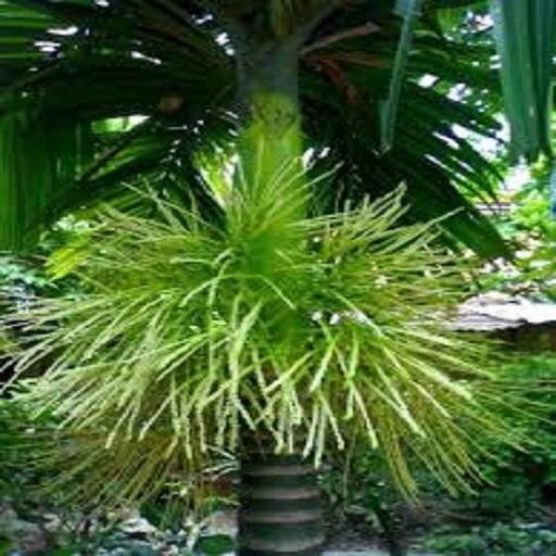 CÂY GIỐNG CAU TỨ THỜI SIÊU QUẢ- CAM KÊT GIỐNG CHUẨN F1