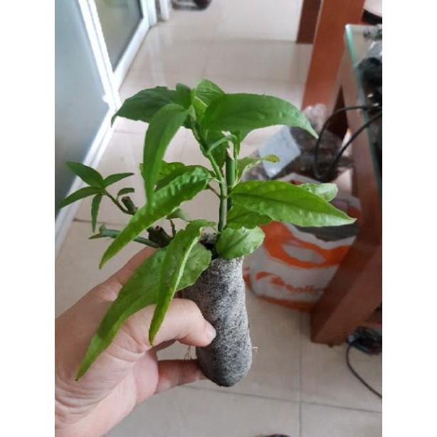Combo 20 cây bìm bịp tặng 0,5 kg lá bìm bịp khô