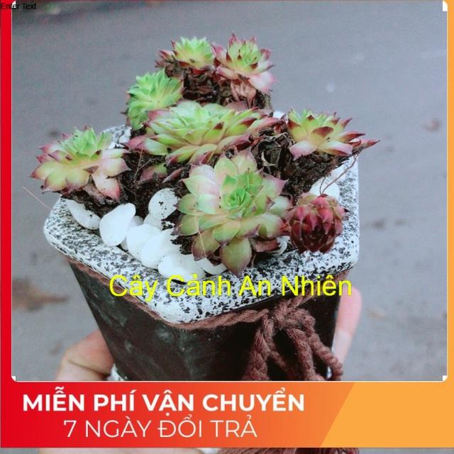 Chậu Sen Phật Bà Đỏ