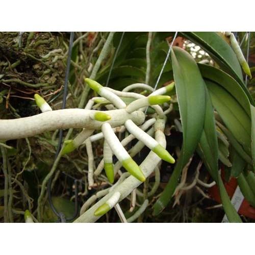 COMBO 5 LỌ NEM KÍCH RỄ CỰC MẠNH 83K