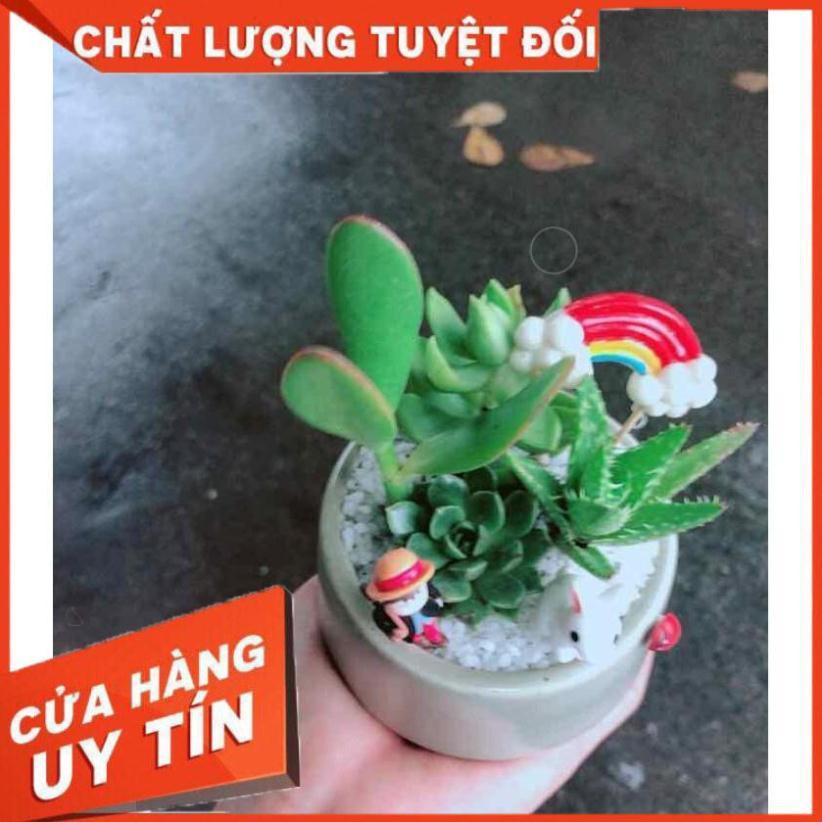 Chậu sen đá tiểu cảnh Nhiều Người Mua