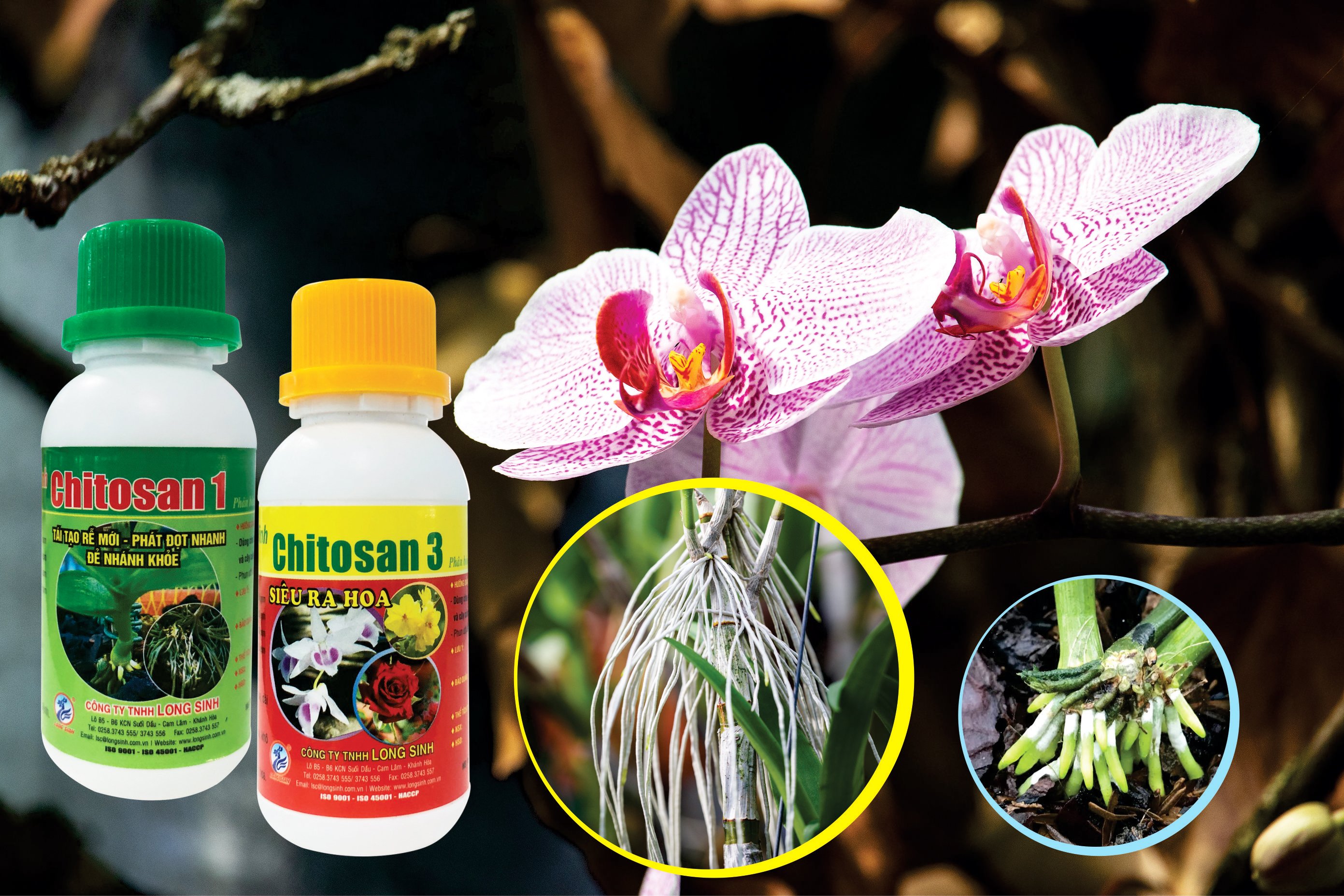 Combo 2 chai phân bón lá sinh học cho hoa Chitosan