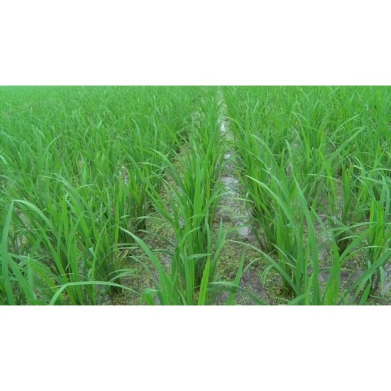 Phân bón Tăng trưởng xanh 50g. Ra rễ mạnh, xanh lá khỏe cây