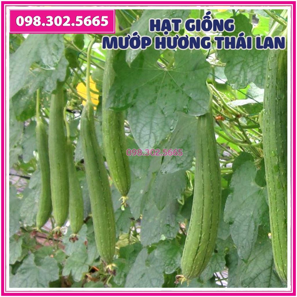 10 Hạt giống mướp hương 7 lá thái lan F1 cao sản - hạt giống chất lượng tốt, năng suất cao