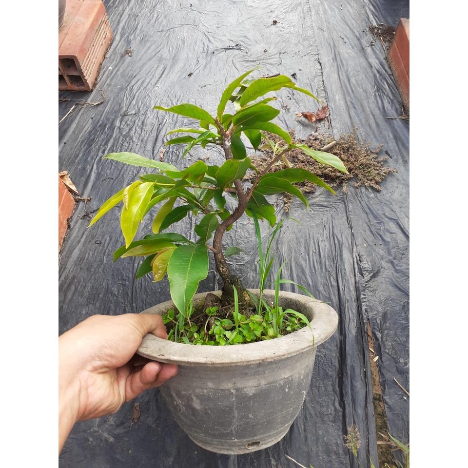 Cây Mai Giảo Phú Tân cây ghép 2 mùa liền cốt