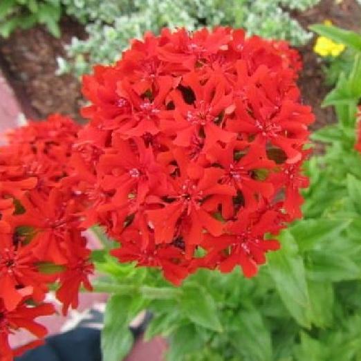 Hạt giống hoa thu lá đỏ,hạt giống tốt - 1 gói 30 hạt