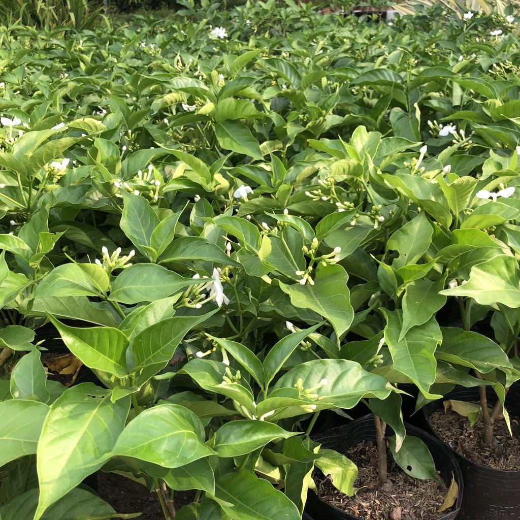 Cây ngọc bút trồng bịch đen cao 25-30cm nhiều nhánh sum suê hoa thơm ngào ngạt thích hợp trang trí sân vườn