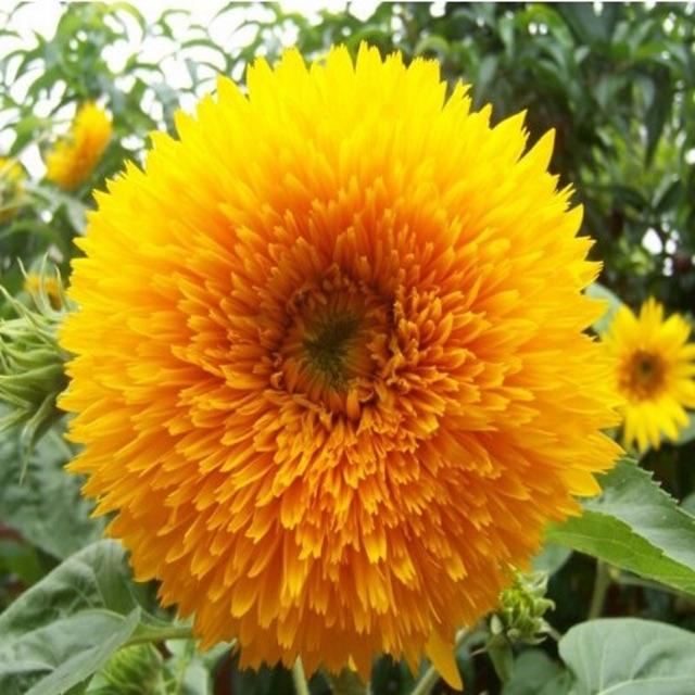 Hạt giống hướng dương gấu