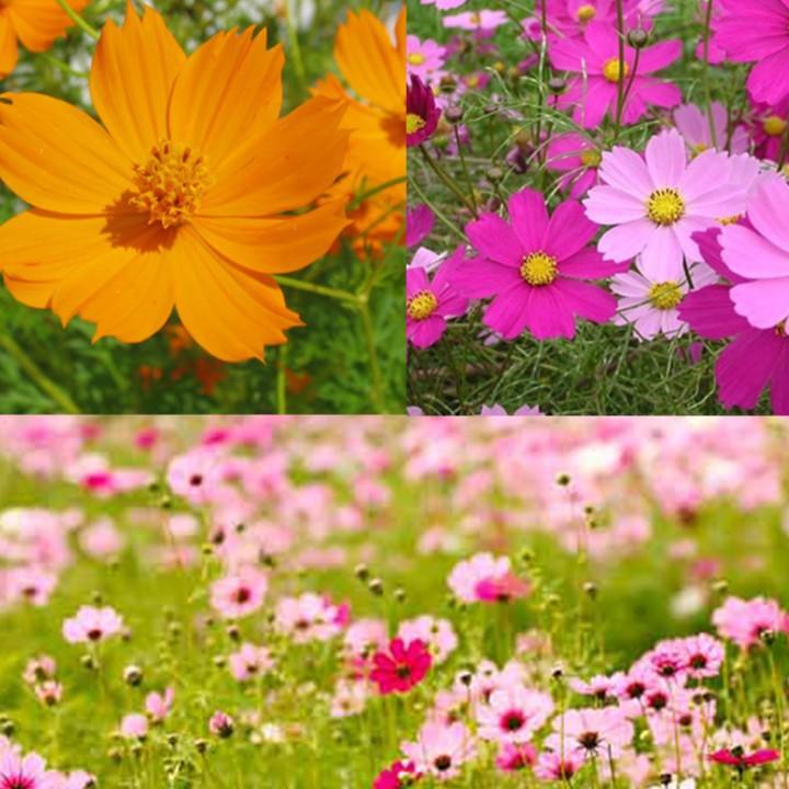 Bộ 2 gói hạt giống hoa cánh bướm