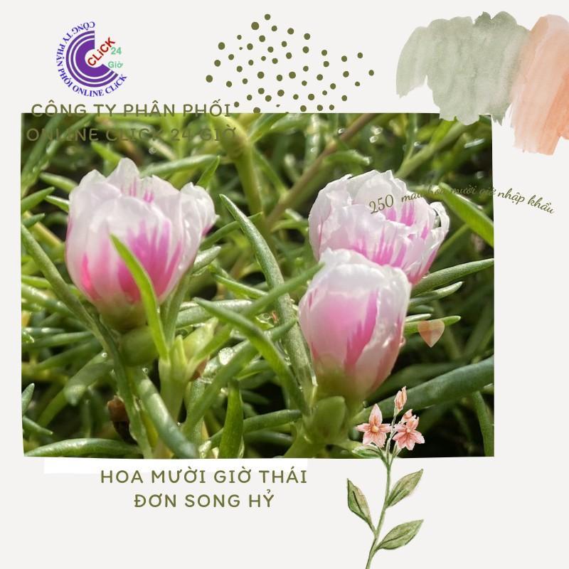 1 Ký Cành Giống Hoa Mười Giờ Màu Song Hỷ Thái Đơn Nhập Khẩu Dễ Trồng Siêu Siêng Hoa