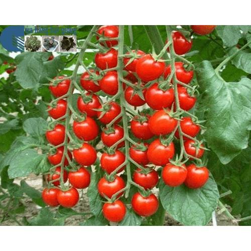 Cây giống Cà Chua Bi Siêu trái.