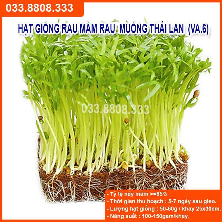 100G HẠT GIỐNG MẦM RAU MUỐNG THÁI LAN DỄ TRỒNG, NHANH ĂN