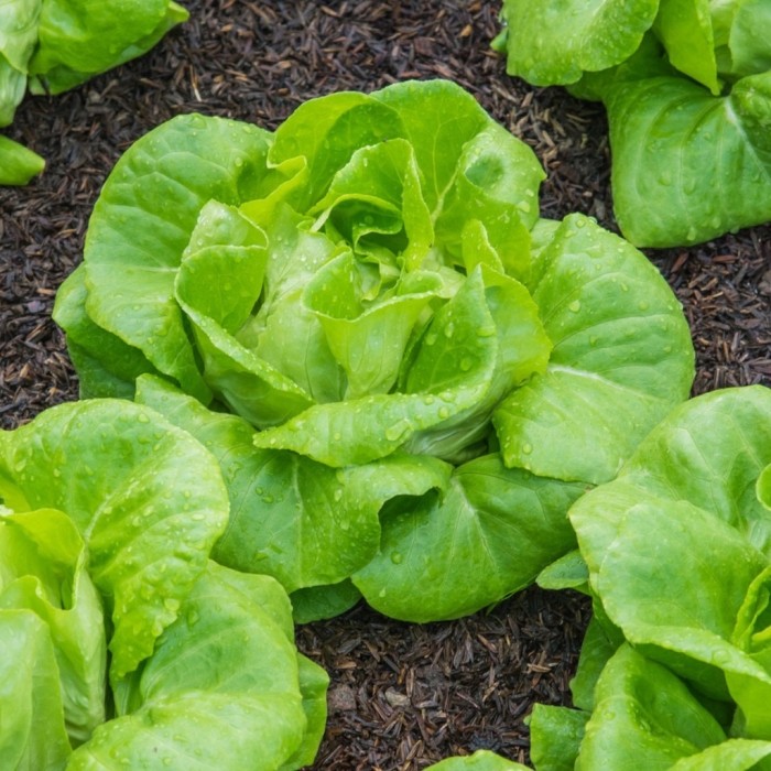 Hạt Giống Xà Lách Đăm Gói 2gram