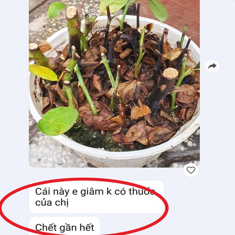 Tự Giâm Chiết Hoa Hồng tại nhà bằng Bột Kích rễ có trị nấm bệnh nhập khẩu Israel dành cho cây thân gỗ hiệu quả và sát khuẩn vết cắt
