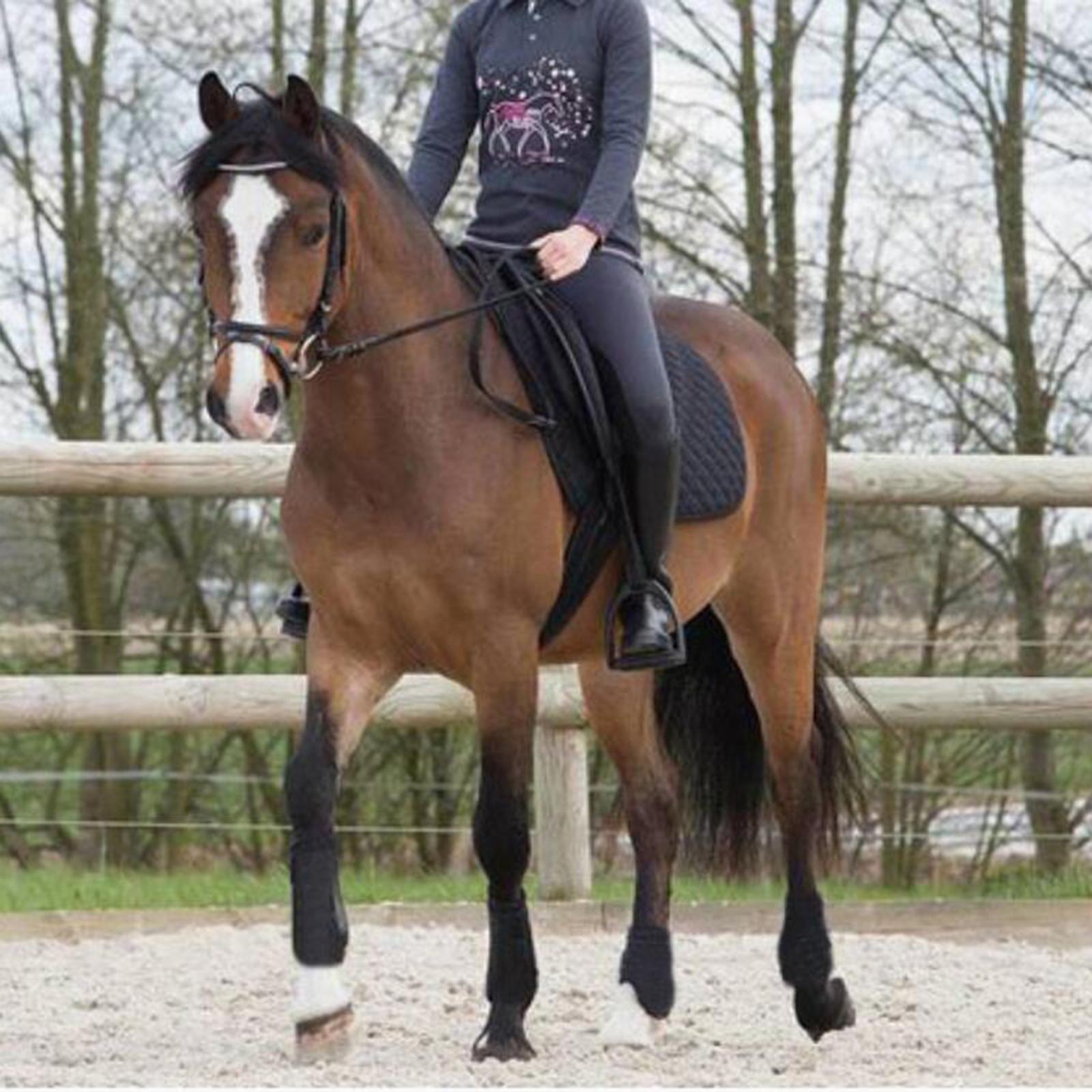 Equine Sport Horse Jumping Tendon Boot Leg Protection Brushing Support Gear