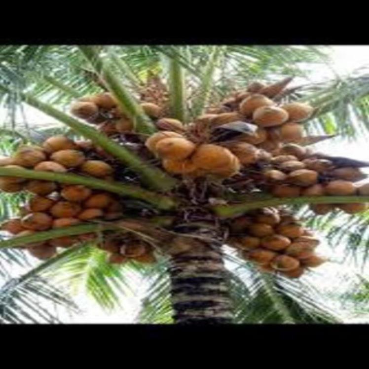Cây giống dừa xiêm lùn đỏ cây giống chuẩn cho quả sai chất lượng tốt