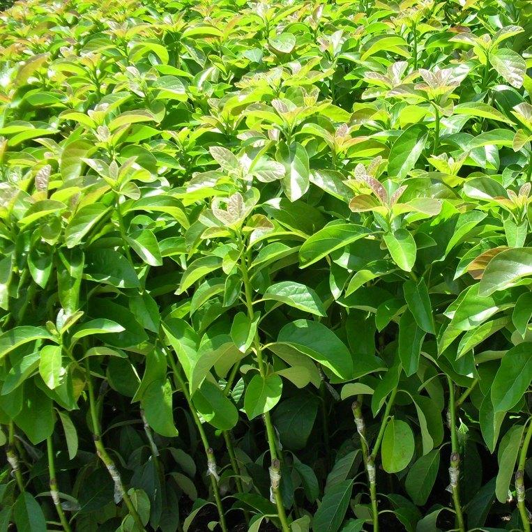 CÂY BƠ SÁP DA XANH