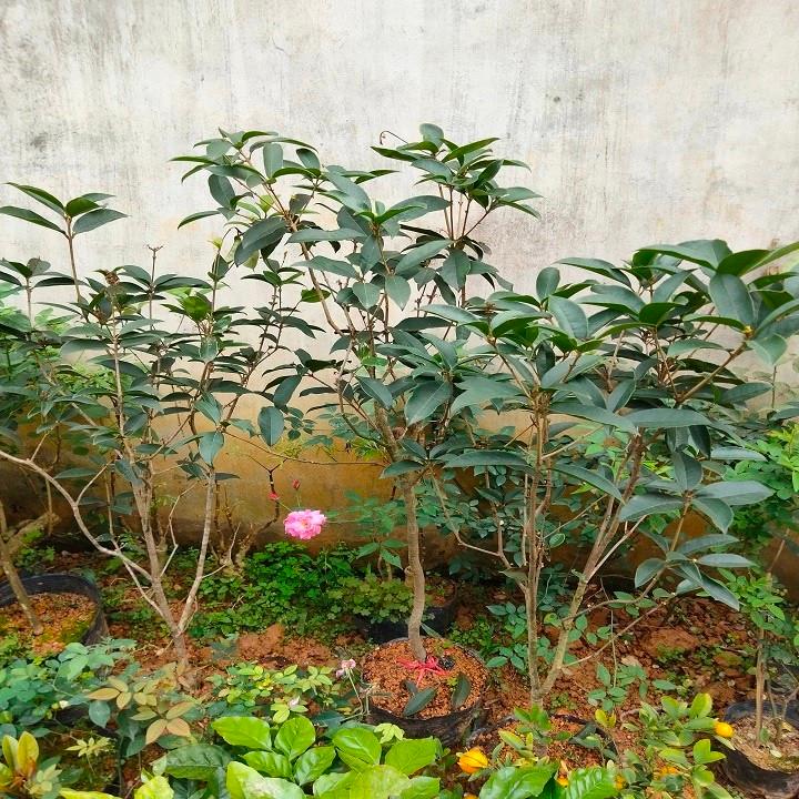 Cây giống mộc hương ta thơm
