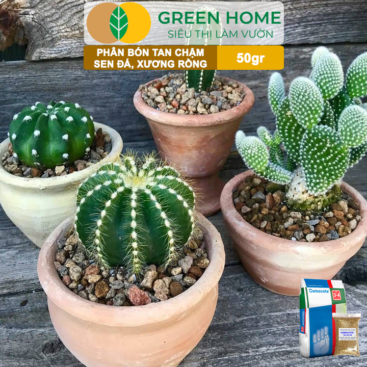 Phân Tan Chậm Greenhome, Osmocote, Bao 50gr, Chuyên Sen Đá, Xương Rồng, Bonsai, GIúp Sen Cứng