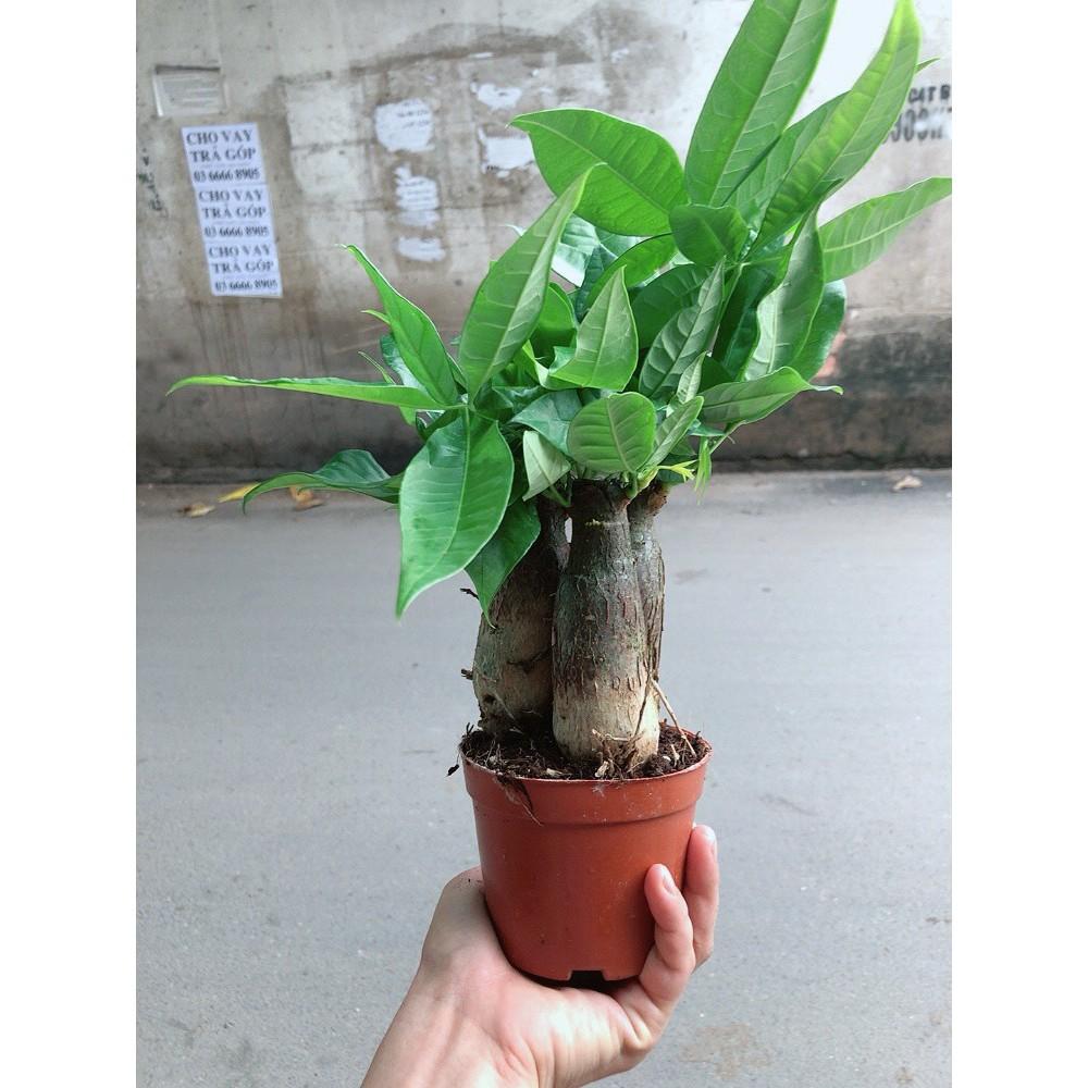 Chậu kim ngân 3 thân