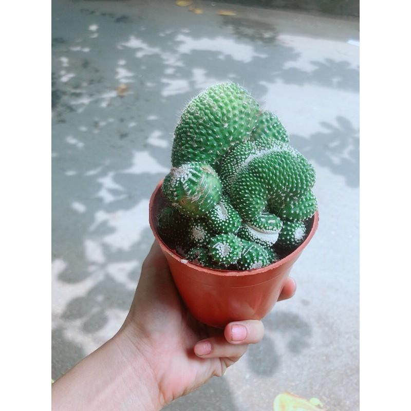 Xương Rồng Bụi