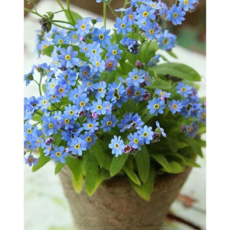 Hạt giống hoa Lưu Ly xanh (hoa Forget Me Not ) - 1 gói 100 hạt