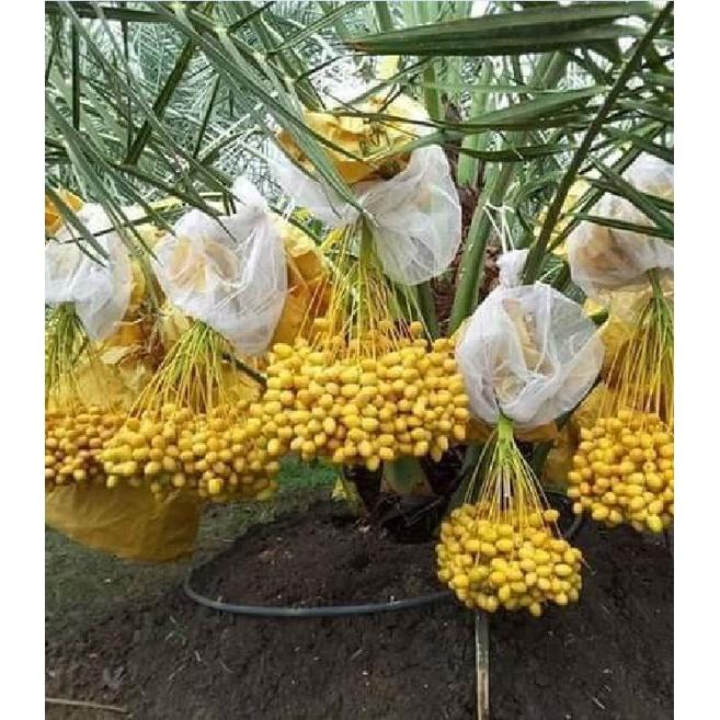 Hạt giống chà là Trung Đông CT237 - Gói 5 hạt