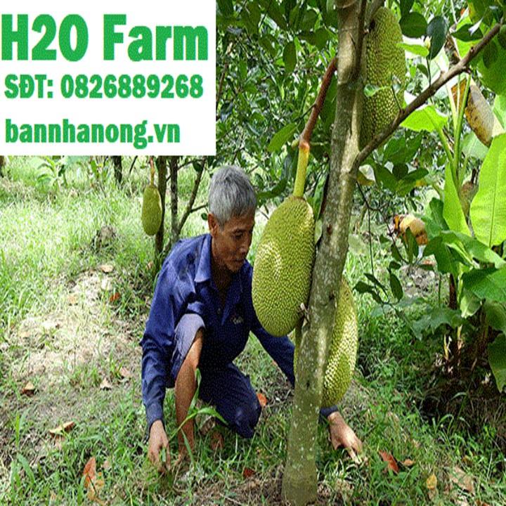 CÂY GIỐNG MÍT LÙN RUỘT ĐỎ SIÊU QUẢ SIÊU SỚM