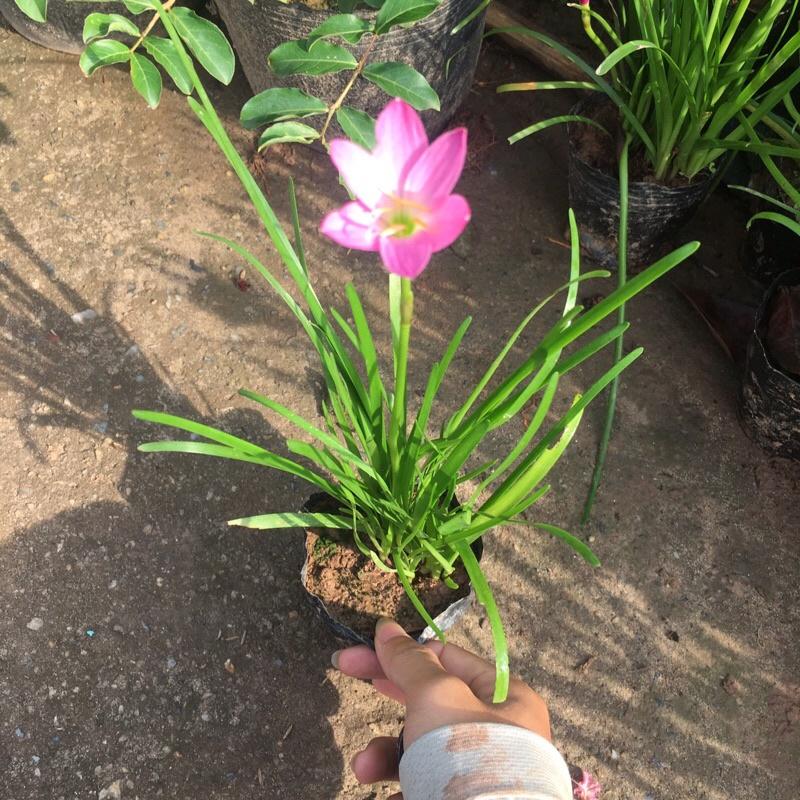 Cây tóc tiên trồng bịch đen