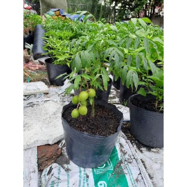 Cây Cóc Có Trái Trồng Chậu