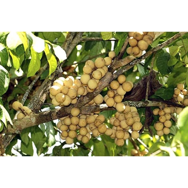 CÂY GIỐNG BÒN BON THÁI GHÉP SIÊU SỚM