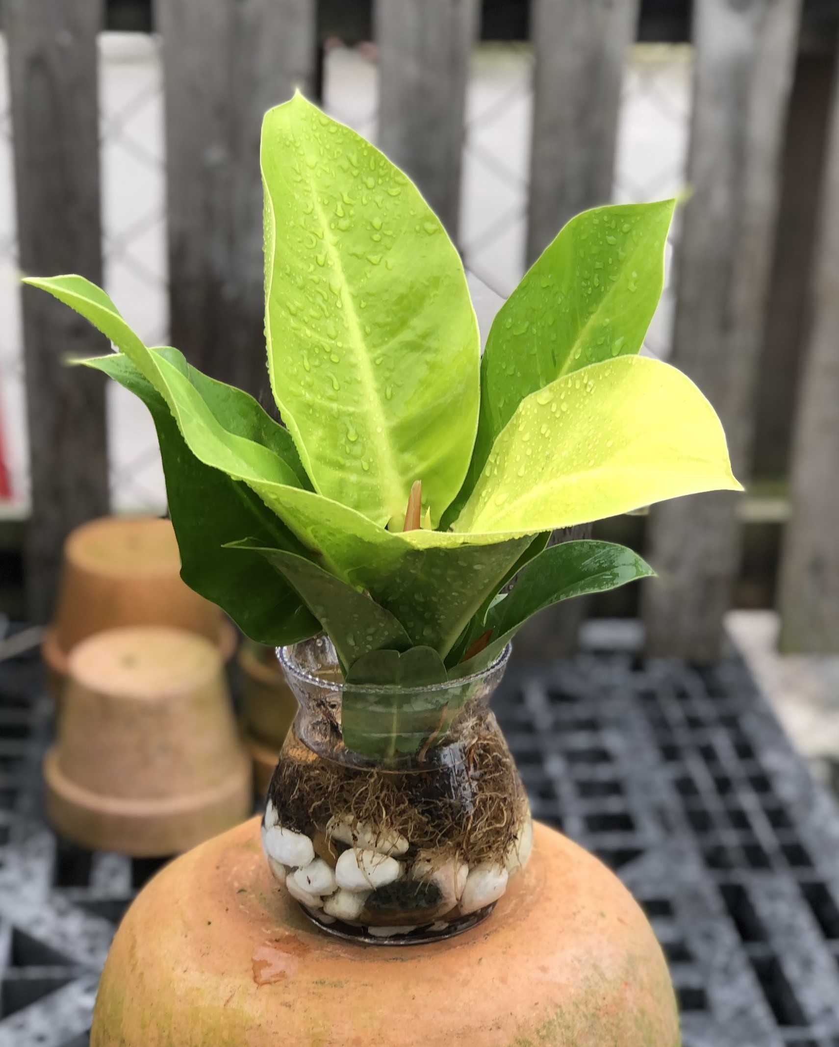 Chậu thủy tinh cây trầu bà đế vương vàng
