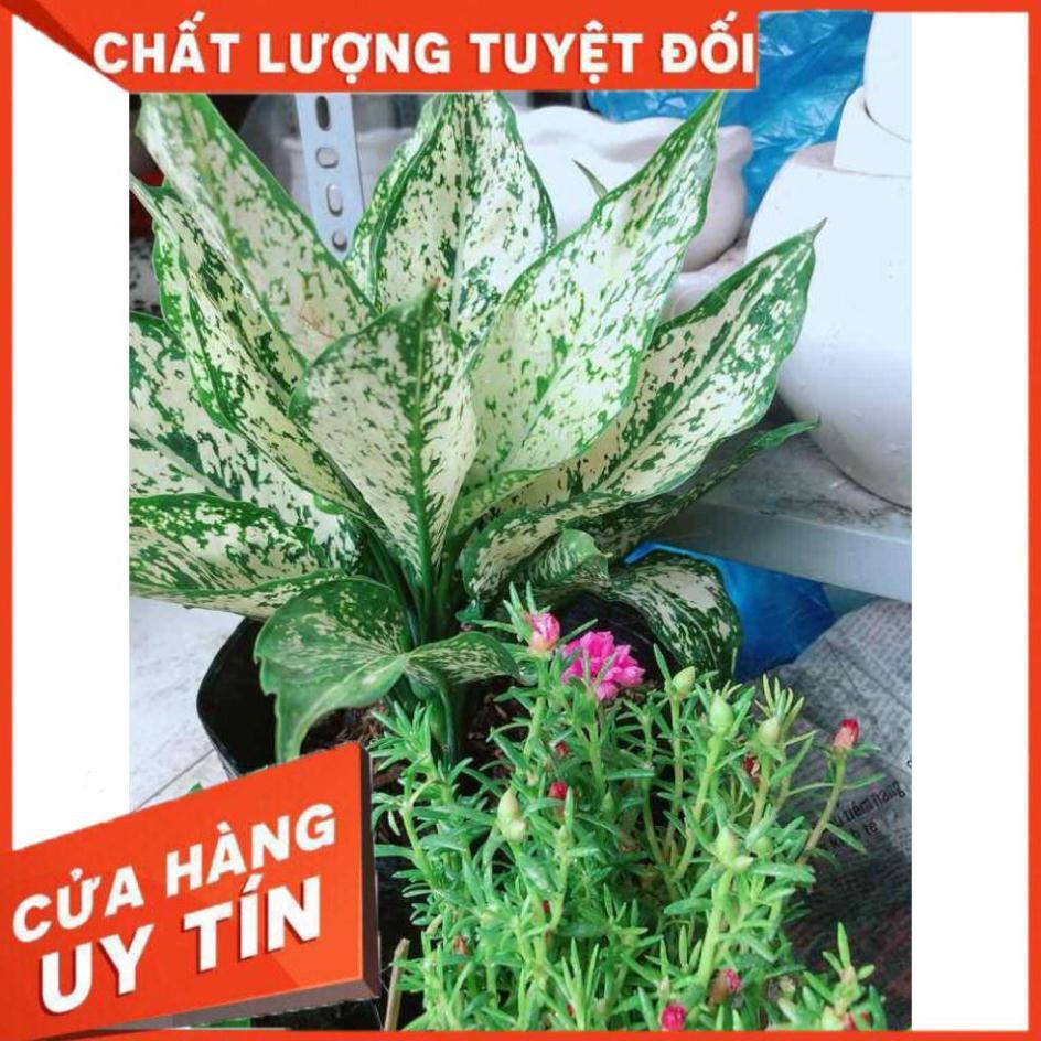 Ngọc ngân size lớn Nhiều Người Mua