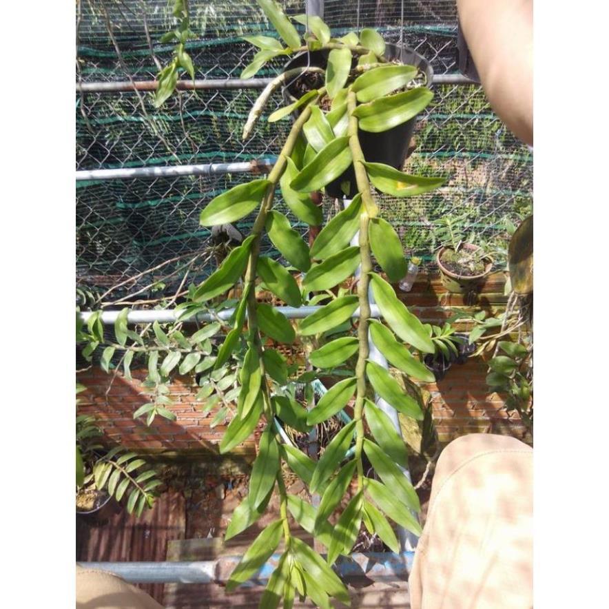 PHI ĐIỆP TÍM THÁI gieo hạt hoa đẹp thơm