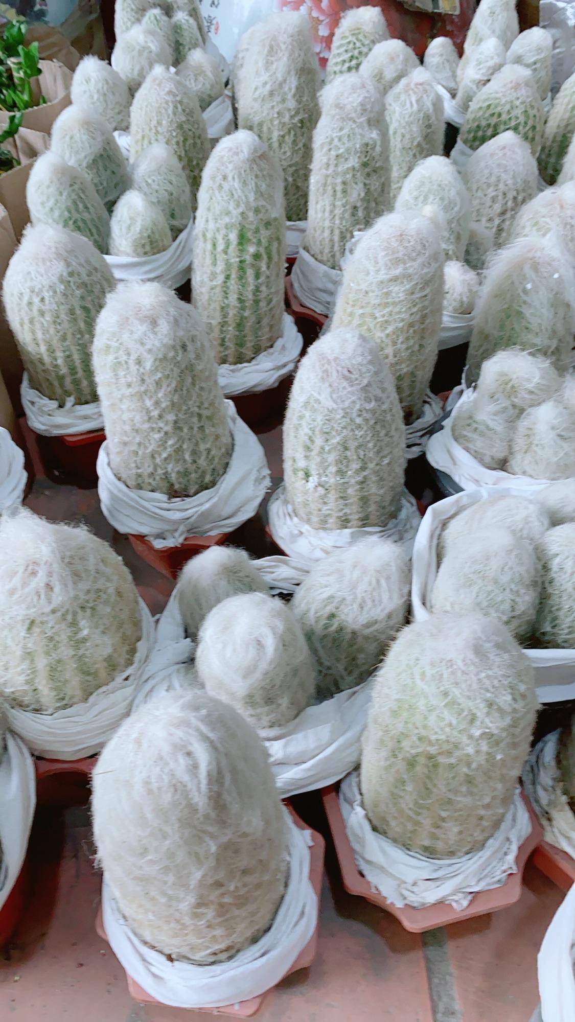 Xương Rồng Bụi