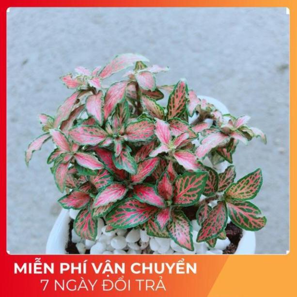 Chậu Cẩm Nhung Hồng