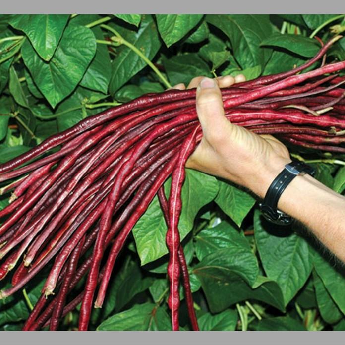Hạt giống đậu đũa đỏ Mỹ - 1 gói 3gram