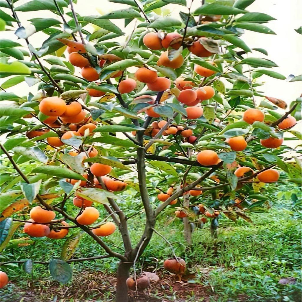 Cây giống Hồng Nhân Hậu.