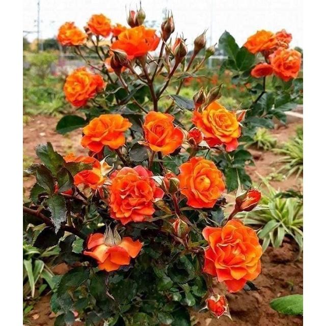 Hoa Hồng Tỉ Muội (Màu Cam) - hoa hồng cam - cây cảnh để bàn + tặng phân bón cho cây mau lớn