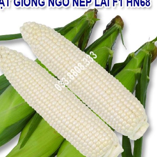 Hạt Giống Ngô Nếp Dẻo Thơm Ngon Đều Hạt HN68 Gói 300gram