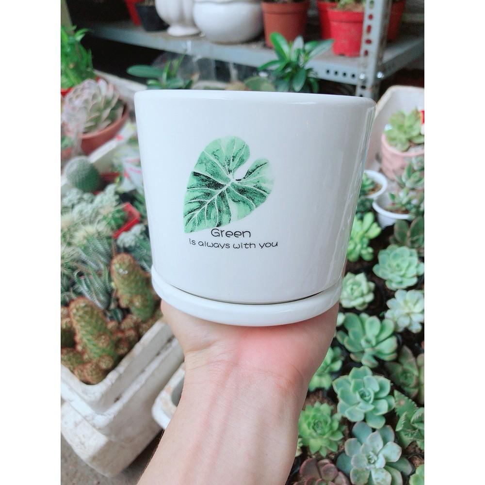 Chậu kiểu tráng men cao cấp 13x14cm